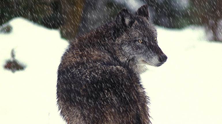 NRA Hunters' Leadership Forum | U.S. House Holds Hearing on Legislation to Delist Gray Wolf from Federal Protections