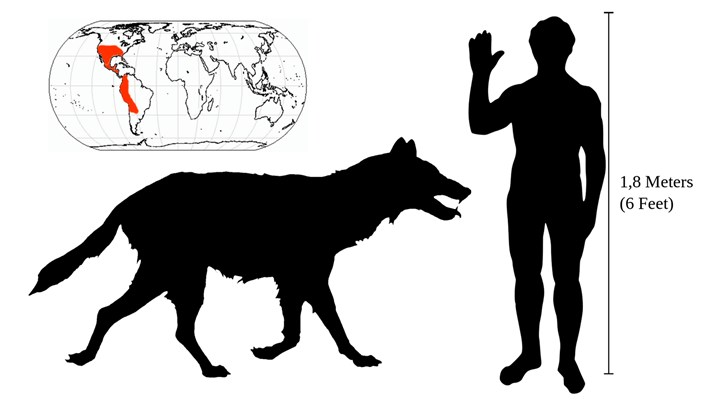 “De-extinction” Debunked: Dire Wolves Are Extinct, Explains Wildlife Biologist