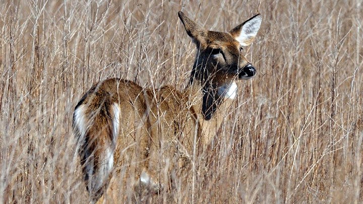 Study Shows Majority of Rhode Islanders Approve of Hunting and Shooting