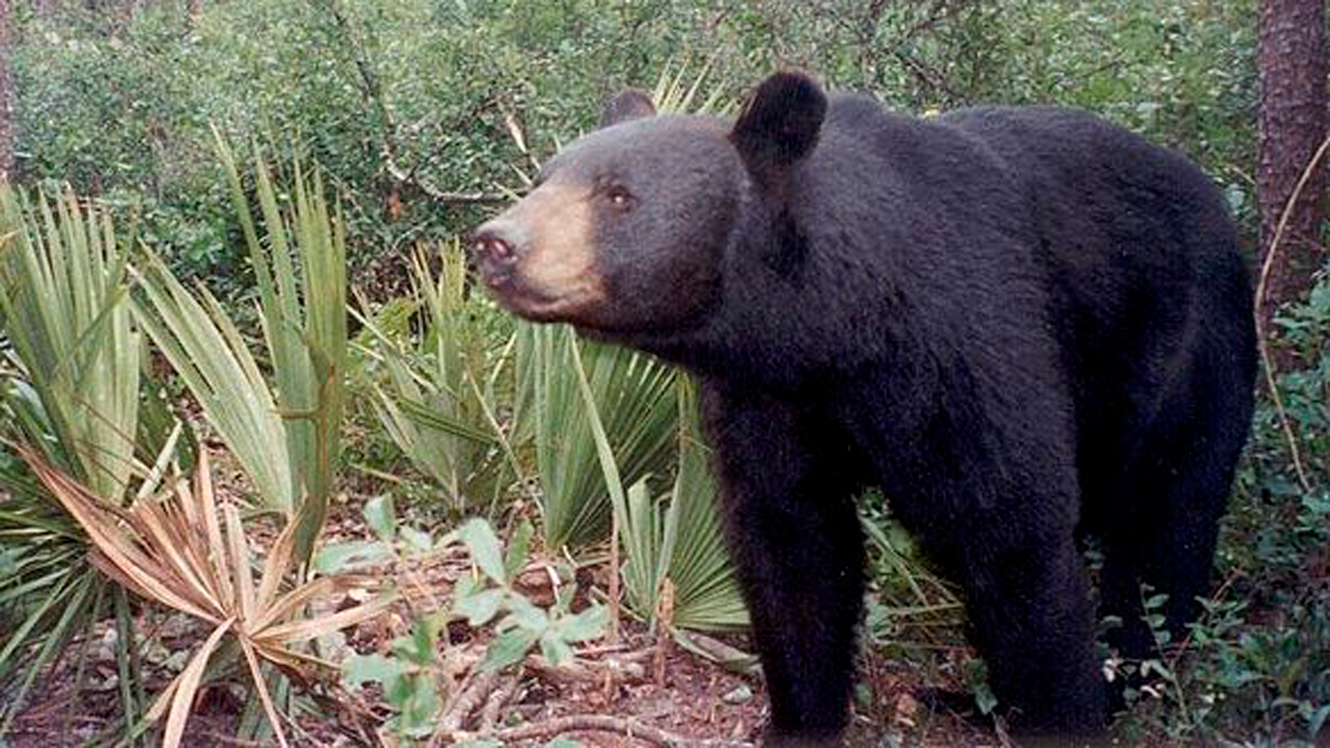 NRA Hunters' Leadership Forum | Florida Man is State’s First Black Bear Fatality