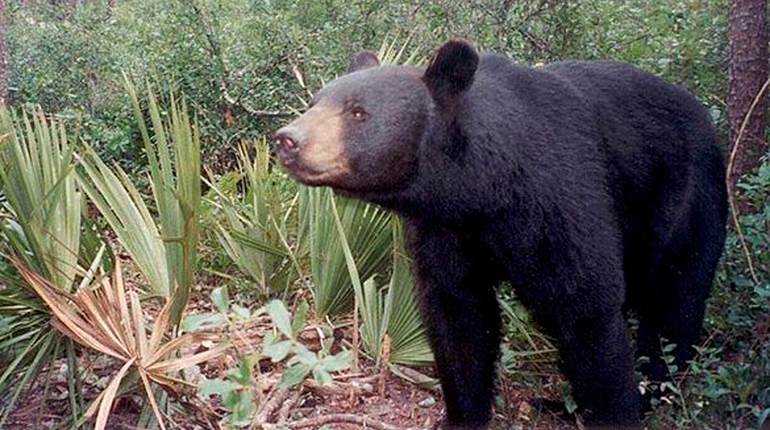 NRA Hunters' Leadership Forum | Florida Man is State’s First Black Bear Fatality