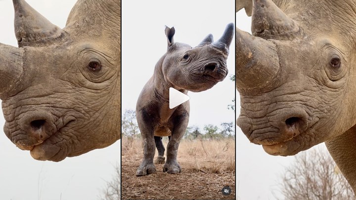 Conservation Group Launches Global Fundraising Campaign for Zimbabwe Conservancy Following Brutal Rhino Poaching