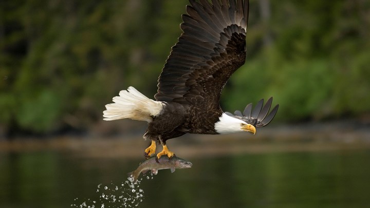 USFWS State Wildlife Grant Program to Distribute $55 Million for Conservation in 2025