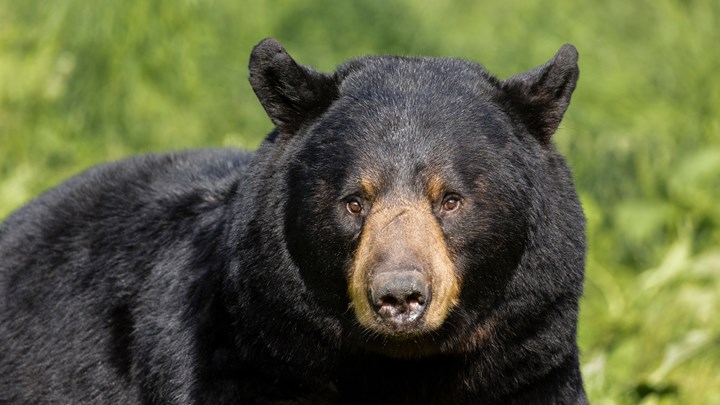 Florida Anti-Hunters Preparing to Buy Bear Hunting Tags