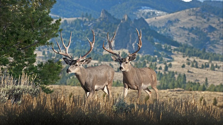 Trump Establishes Make America Beautiful Again Commission, Bolsters Hunting Access on Public Lands