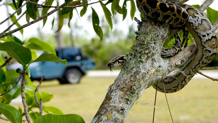 Here, Snaky Snake! 2025 Florida Python Challenge Aims to Protect Everglades from the Invasive Constrictors