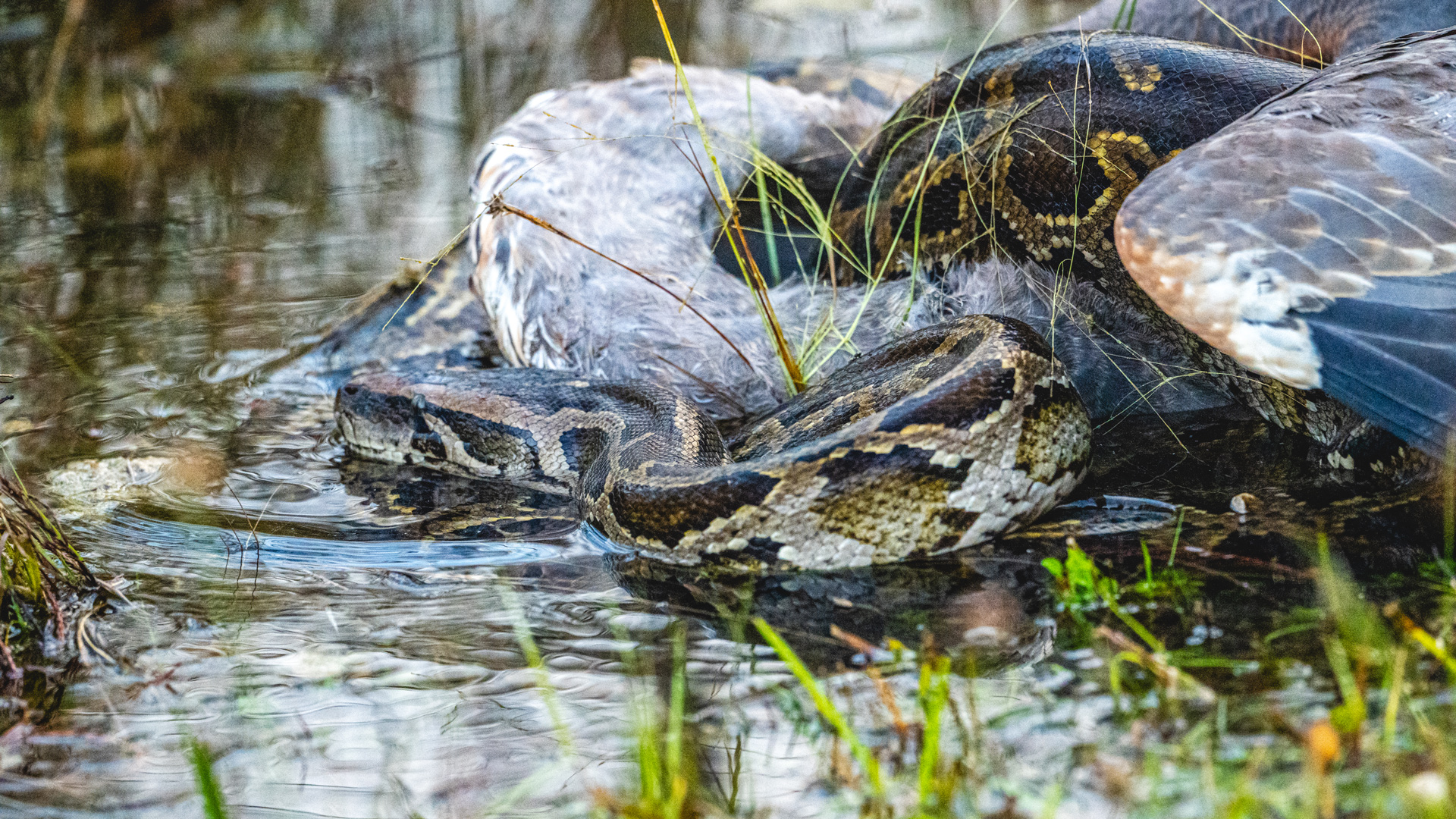 Burmese python in water