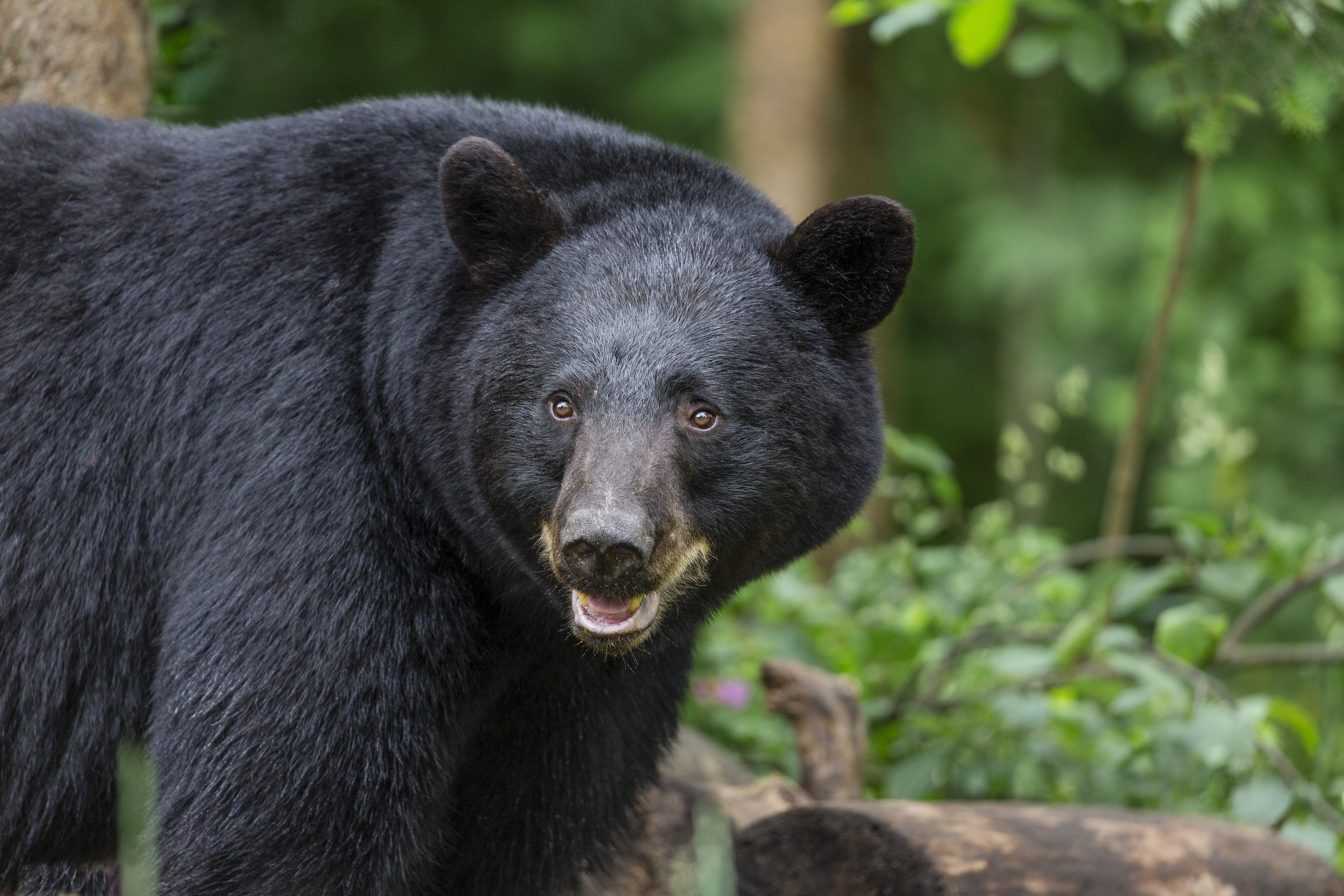 It’s Back! Florida Approves A Black Bear Hunt