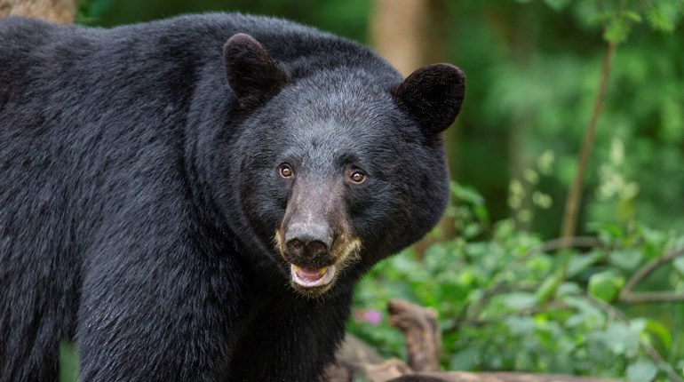 NRA Hunters' Leadership Forum | It’s Back! Florida Approves A Black Bear Hunt