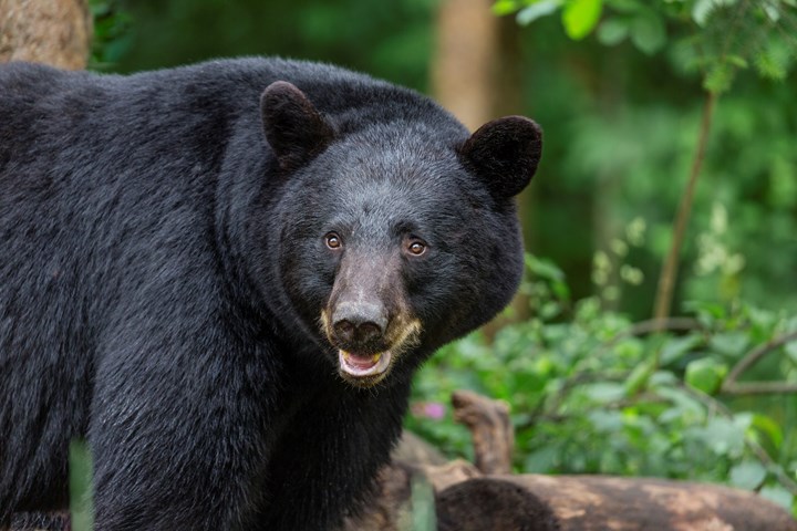 It’s Back! Florida Approves A Black Bear Hunt