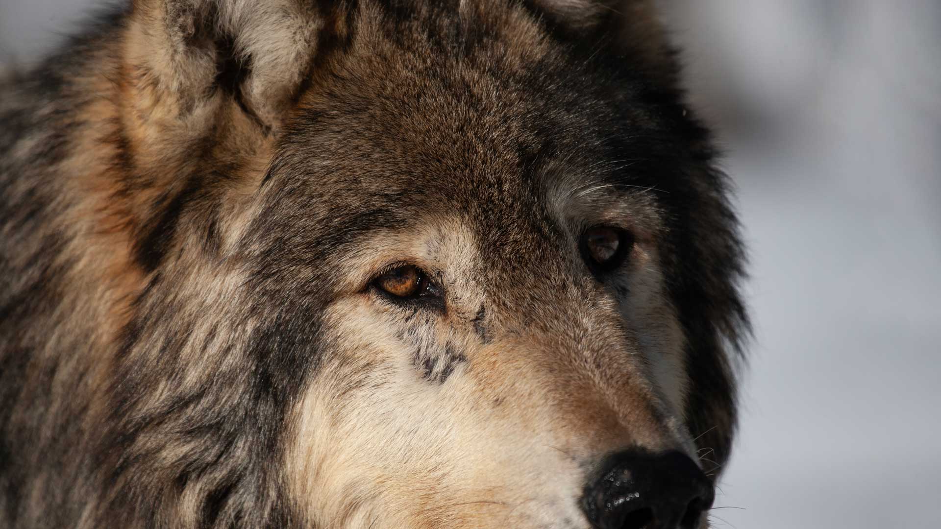 NRA Hunters' Leadership Forum | Colorado Wolves: Ballot-Box Biology’s Biggest Boondoggle?
