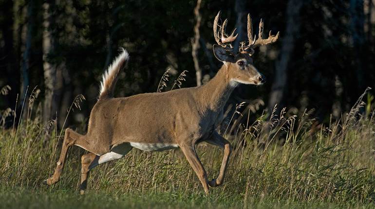 NRA Hunters' Leadership Forum | New York State’s New Deer Hunting Regulations Benefit Hunters
