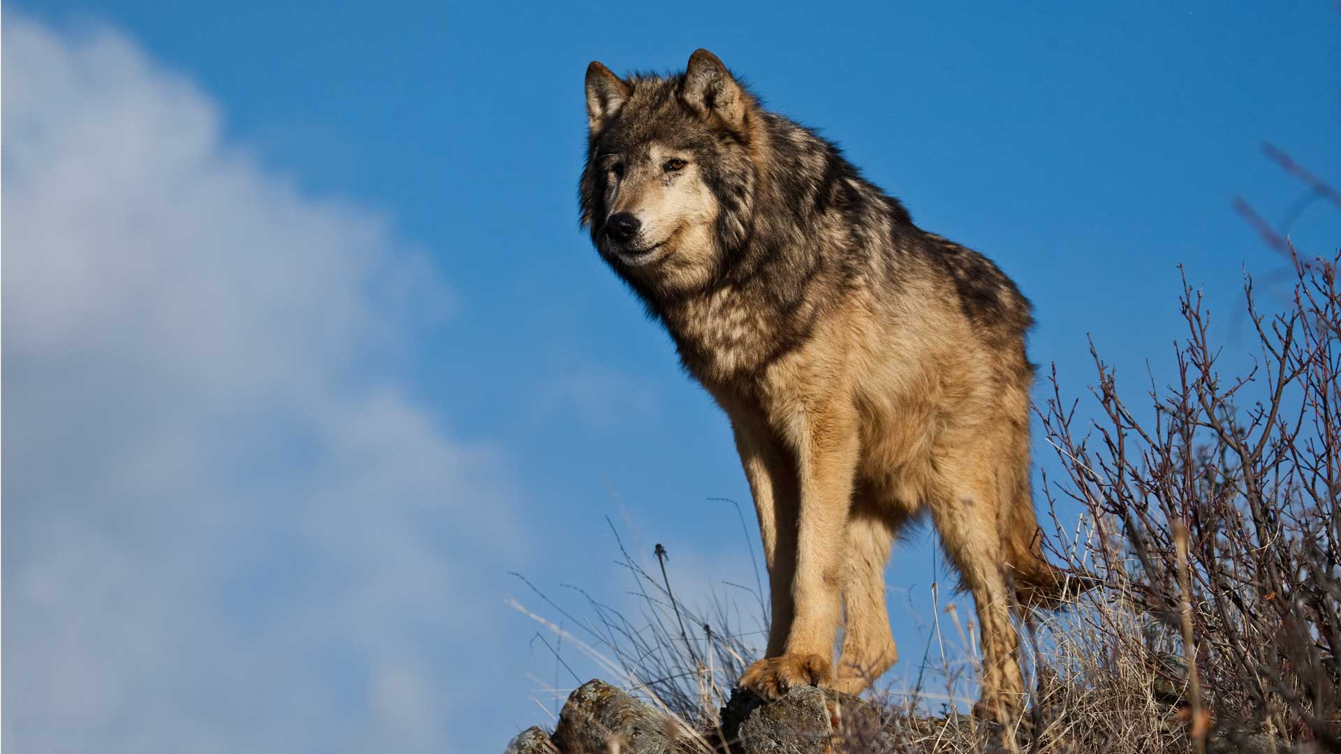 Montana Raises Wolf Harvest Quota to Address Species’ Growing Populations
