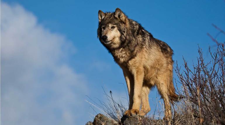 NRA Hunters' Leadership Forum | Montana Raises Wolf Harvest Quota to Address Species’ Growing Populations