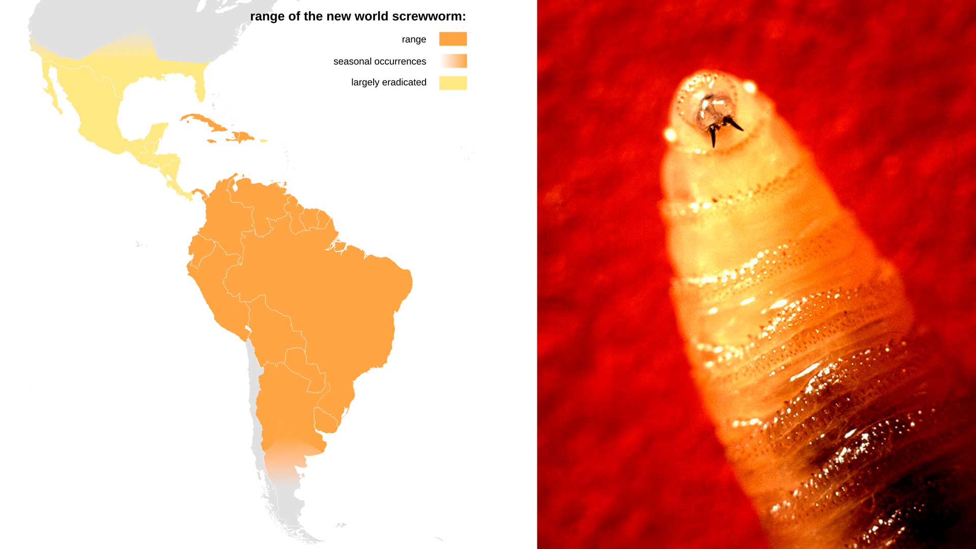 new world screwworm distribution map