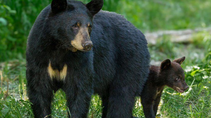 SCI Movie “From the Brink” Celebrates Recovery of Louisiana Black Bear