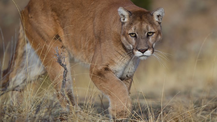   Be Wary of Push to Reintroduce Mountain Lions to Eastern US