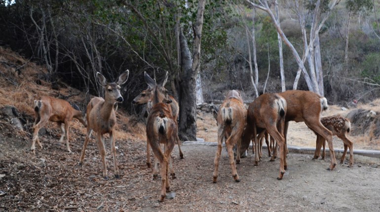 NRA Hunters' Leadership Forum | Catalina Island Still Wrestling with Solutions to Mule Deer Overpopulation