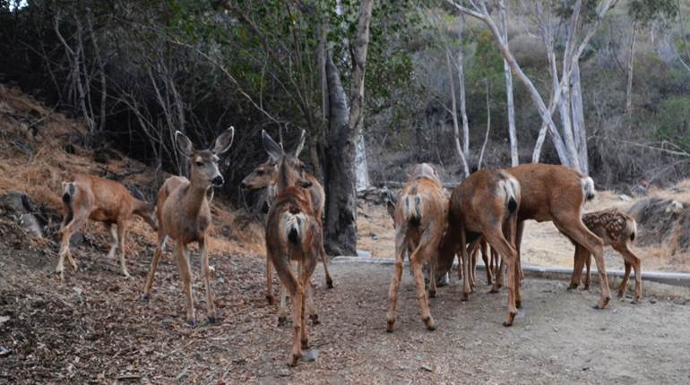 NRA Hunters' Leadership Forum | Catalina Island Still Wrestling with Solutions to Mule Deer Overpopulation