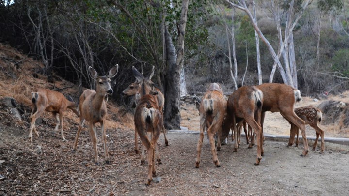 Catalina Island Still Wrestling with Solutions to Mule Deer Overpopulation