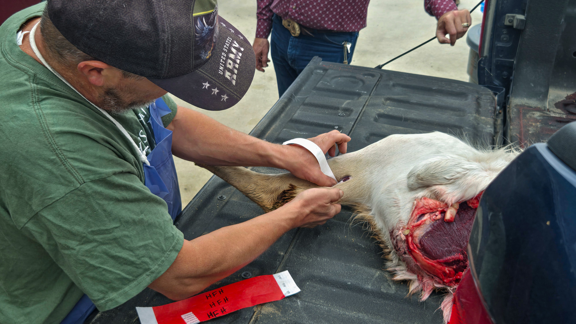 hunters place a tag on a checked deer